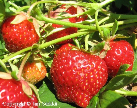 Fragaria ananassa   'Polka'